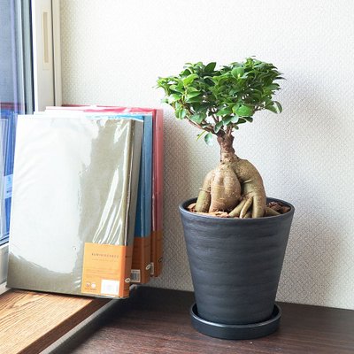 観葉植物 ガジュマル セラート鉢