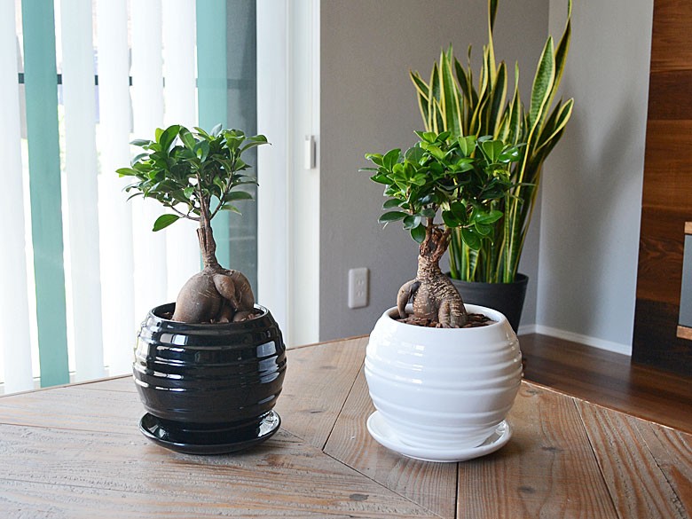 観葉植物 ガジュマル 多幸の木 おしゃれ お祝い ボール形陶器鉢