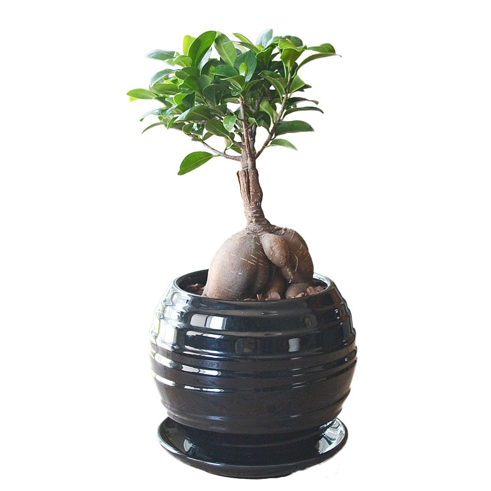 観葉植物 ガジュマル 多幸の木 おしゃれ お祝い ボール形陶器鉢