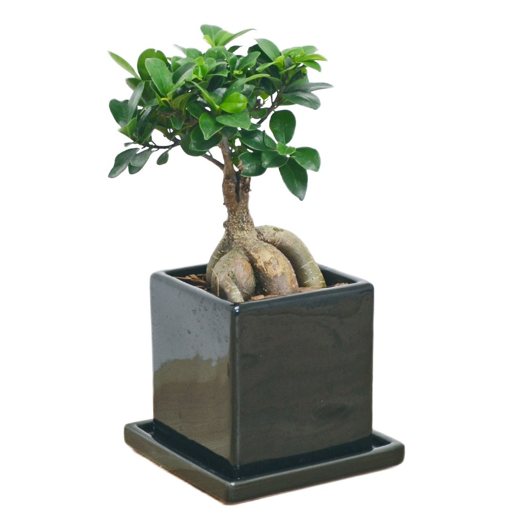 観葉植物 ガジュマル 多幸の木 おしゃれ お祝い キューブ陶器鉢 ホワイト ブラック :skan-000456:フラワーコーポレーション - 通販 -  Yahoo!ショッピング