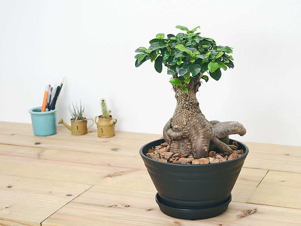 観葉植物 ガジュマル 多幸の木 セラート すり鉢 ブラック
