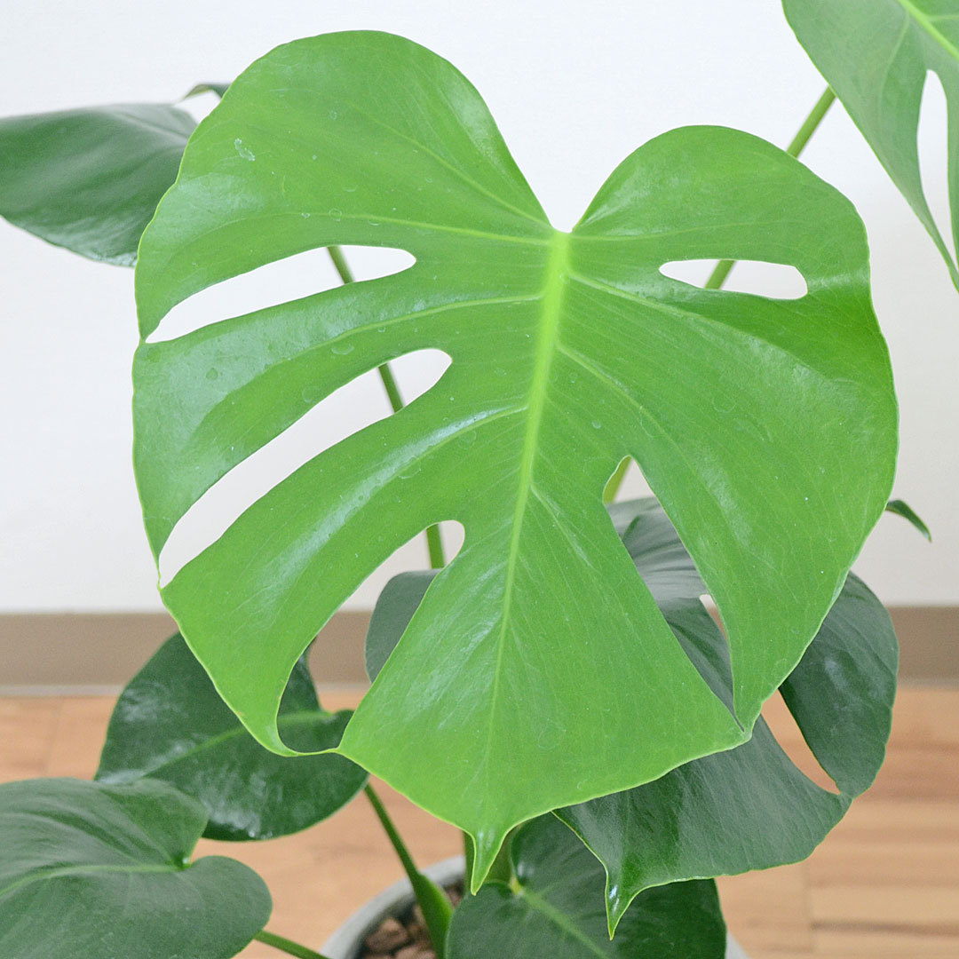 モンステラ 人工観葉植物 セメントポット付き monstera-65_1.jpg?1565506478