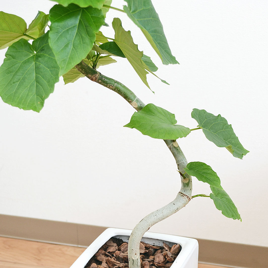 フィカス　ウンベラータ　スタンド仕立て　陶器鉢　植え込み発送 観葉植物 フィカス・ウンベラータ寄せ植え 角陶器鉢(白) 高さ約
