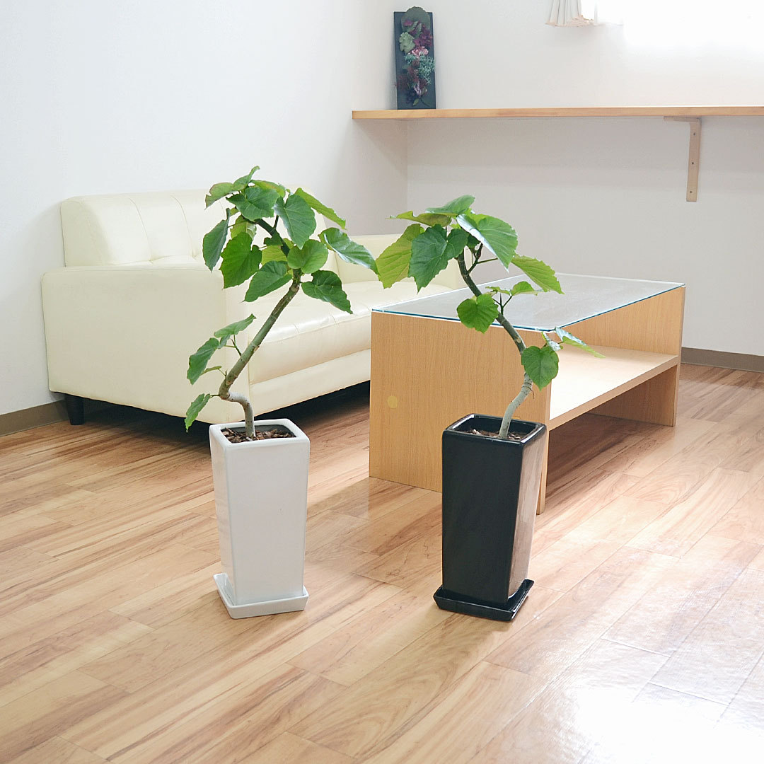 観葉植物 フィカス・ウンベラータ ゴム 曲がり スクエア陶器