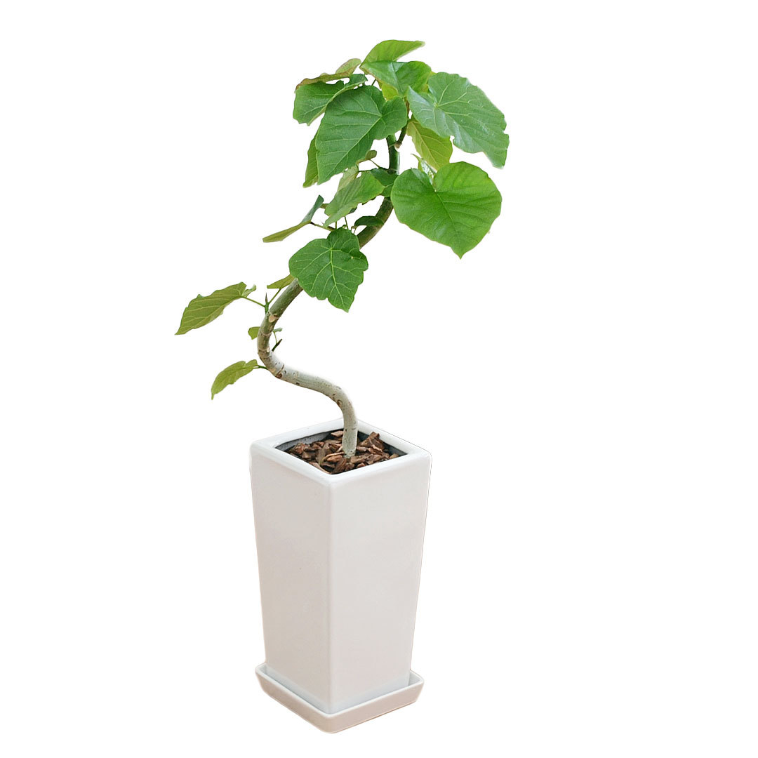 フィカス ウンベラータ ゴムの木 観葉植物 陶器鉢 おしゃれ 美品 限定 フィカス ウンベラータ 観葉植物 ホワイトセラアート鉢 8号