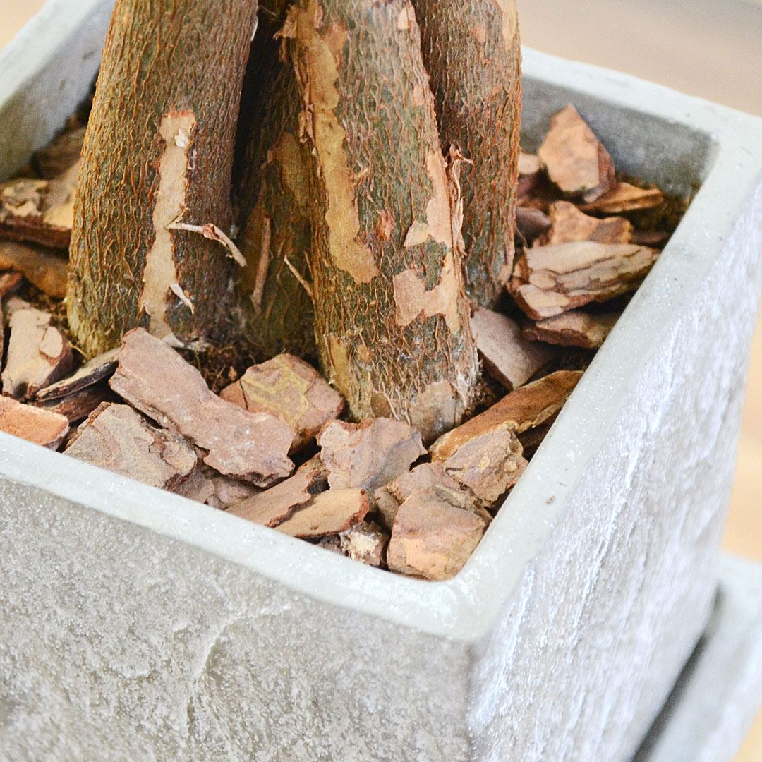 観葉植物 パキラ 編み込み セメント鉢 コンクリート キューブ おしゃれ