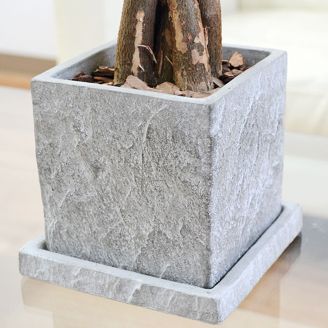 観葉植物 パキラ 編み込み セメント鉢 コンクリート キューブ おしゃれ