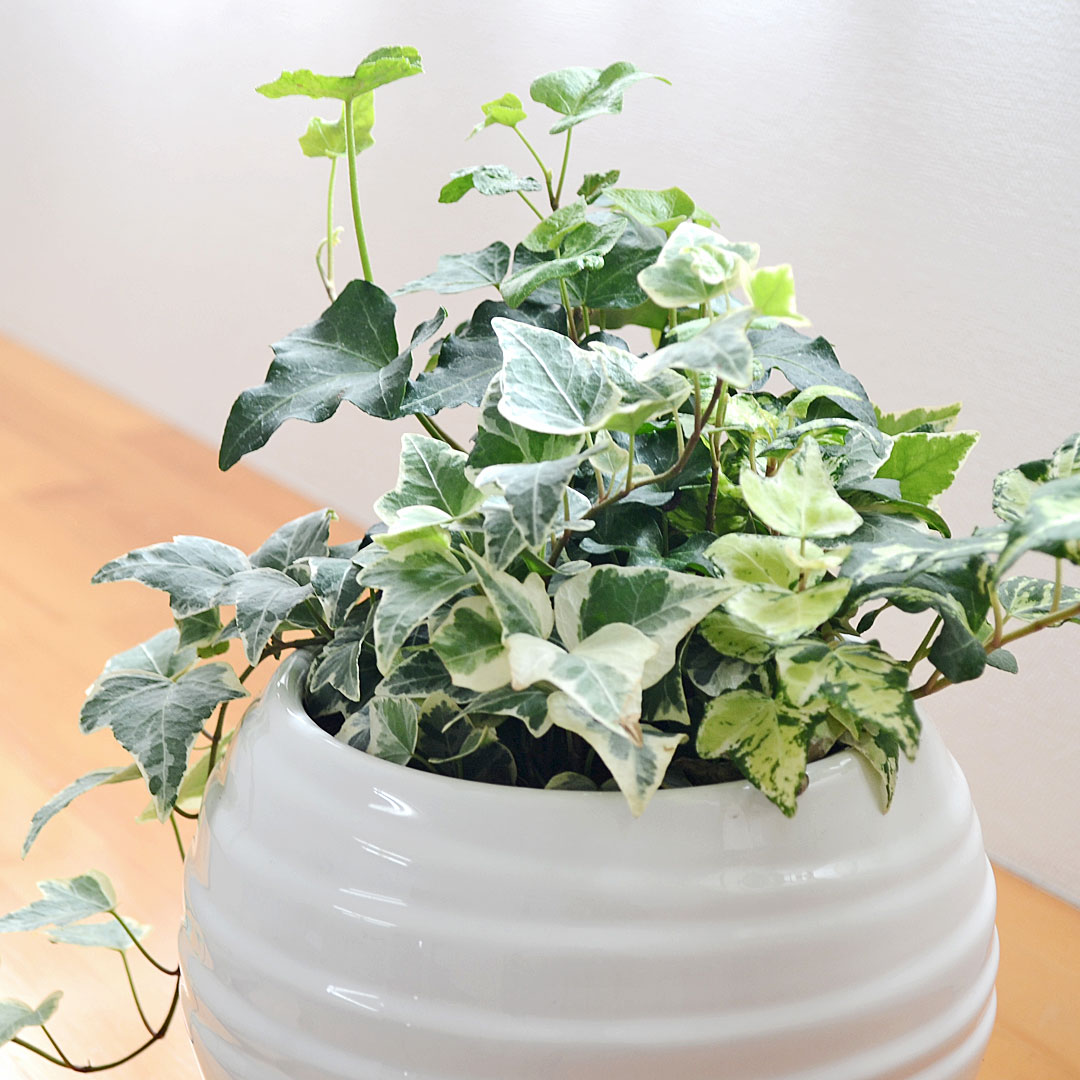 観葉植物 アイビー 3種寄せ植え ボール形陶器鉢植え 葉の拡大