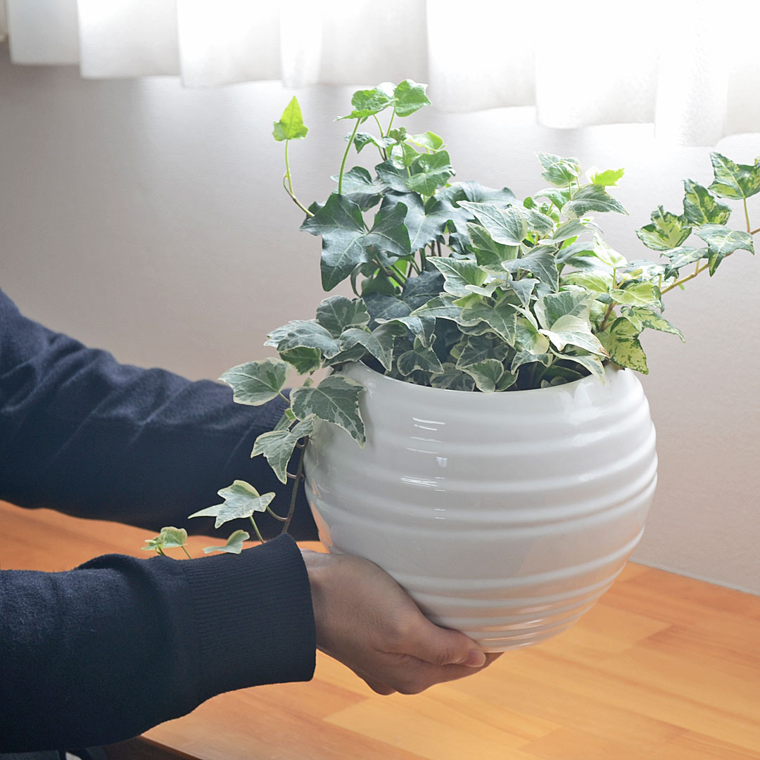 観葉植物 アイビー ヘデラ 3種類寄せ植え ボール形陶器鉢植え ホワイト