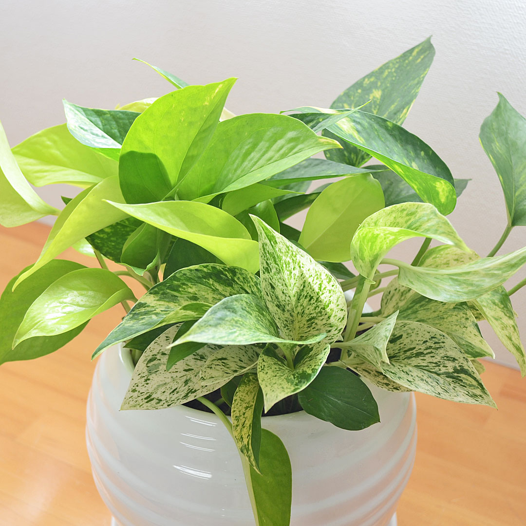 観葉植物 ポトス オウゴンカズラ 3種類寄せ植え ボール形陶器鉢植え