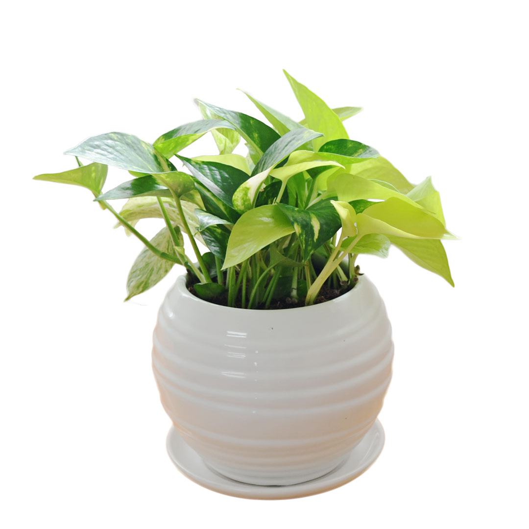 観葉植物 ポトス オウゴンカズラ 3種類寄せ植え ボール形陶器鉢植え