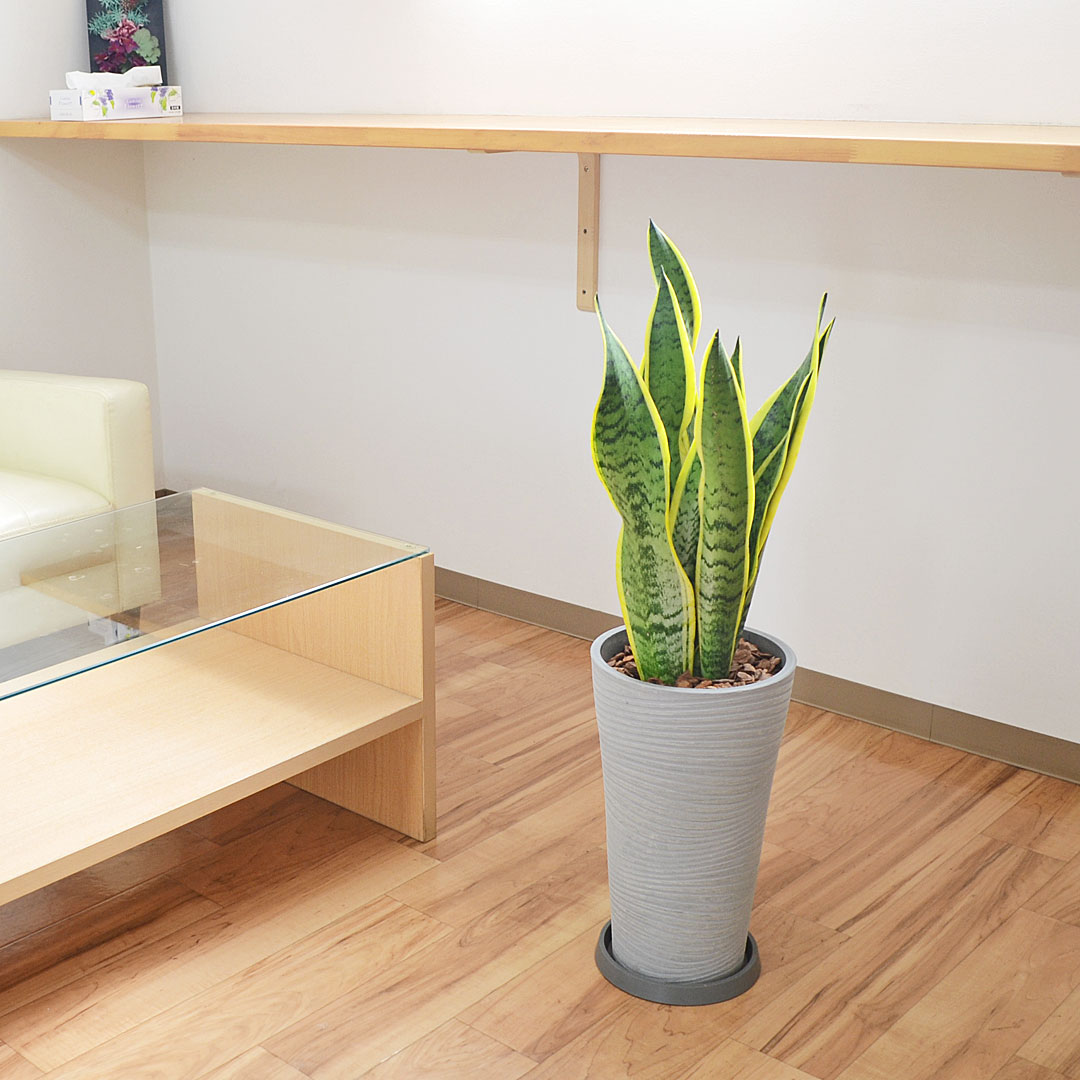 サンスベリア　特大サイズ　美形　観葉植物　カッシーナ　ボーコンセプト アクタス サンスベリア 特大サイズ 美形 観葉植物 カッシーナ ボー