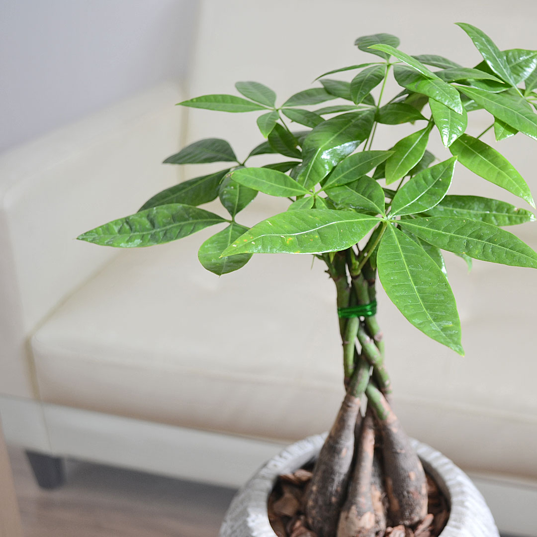 現品　パキラ　編み込み　ねじねじ　21番　観葉植物　人気　育てやすい　インテリア 69b338fd958870b36f30ad7b71c863