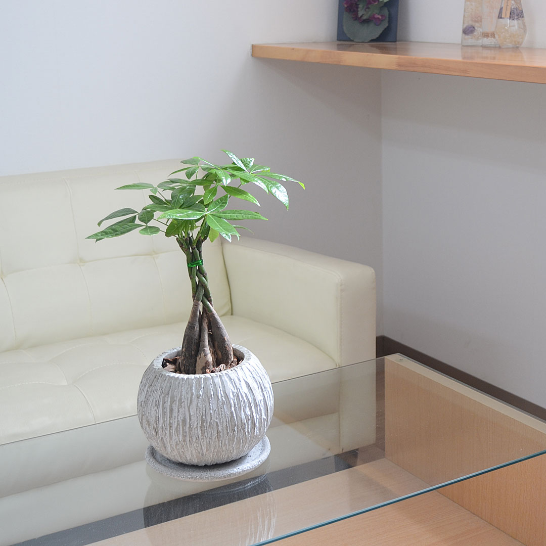 現品　パキラ　編み込み　ねじねじ　21番　観葉植物　人気　育てやすい　インテリア 69b338fd958870b36f30ad7b71c863