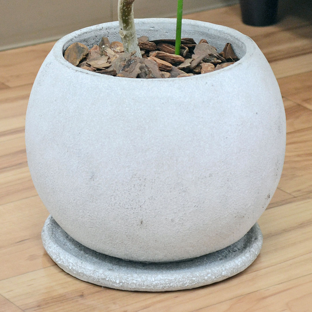 観葉植物 フィカス・アルテシーマ セメント鉢の拡大