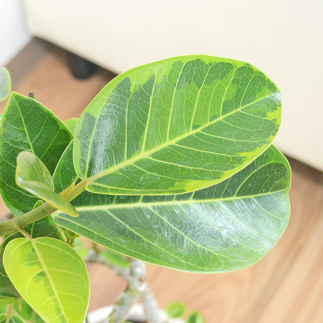 観葉植物 フィカス・アルテシーマ 陶器鉢 葉の拡大