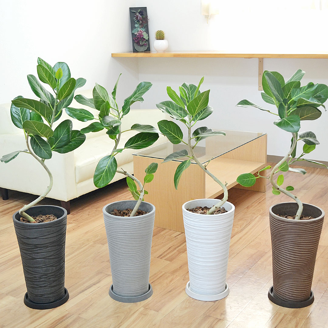 観葉植物 フィカス ベンガレンシス ベンガルゴム ベンガル