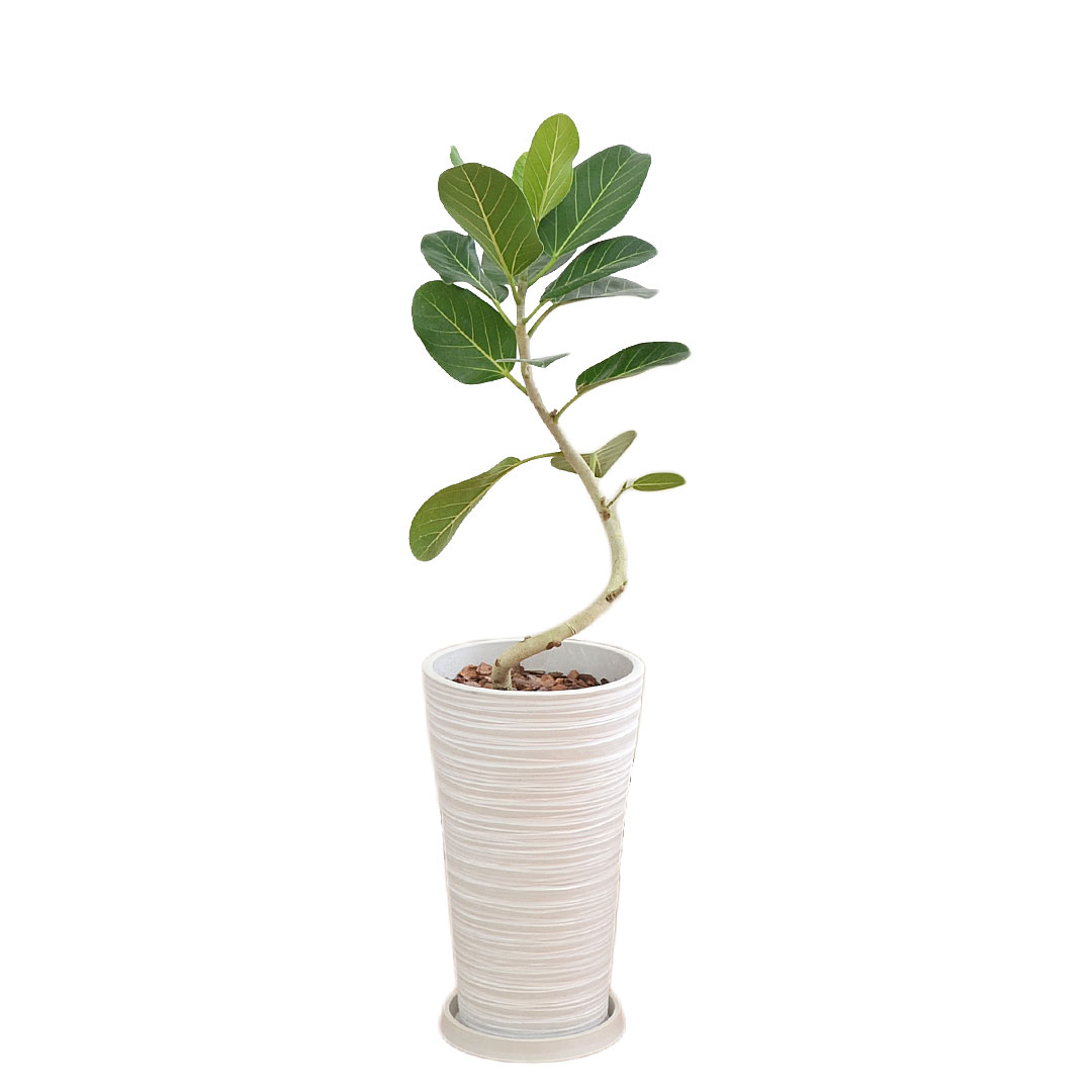 観葉植物 フィカス ベンガレンシス ベンガルゴム ベンガル