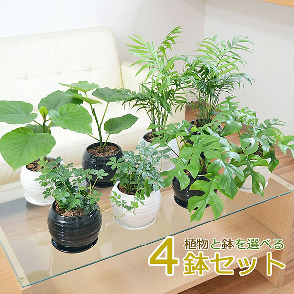 観葉植物 ガジュマル ウンベラータ ヒメモンステラ テーブルヤシ