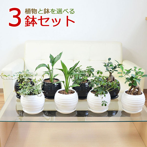 3鉢セット
