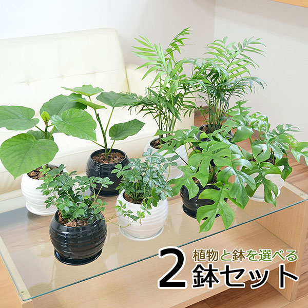 観葉植物 ガジュマル ウンベラータ ヒメモンステラ テーブルヤシ シュガーバイン ボール形陶器鉢植え 3鉢セット 種類 選べる おしゃれ お祝い 棚  ラック 室内 : skan-000489 : フラワーコーポレーション - 通販 - Yahoo!ショッピング