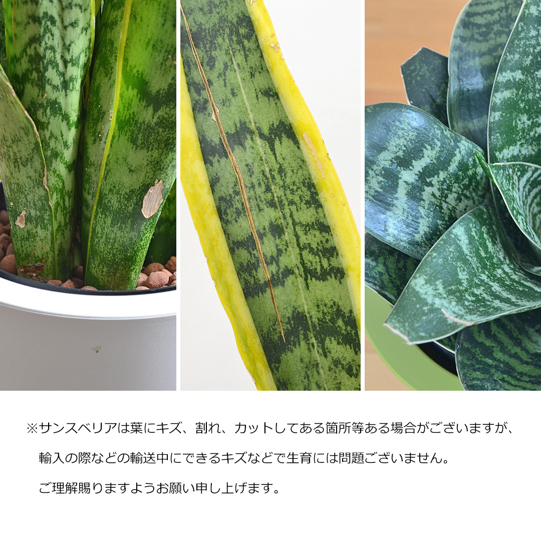 キズ