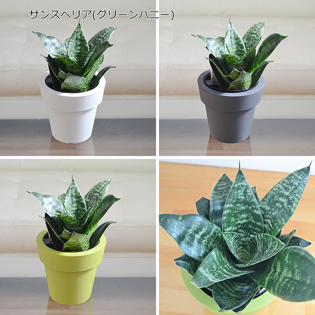 グリーンハニー