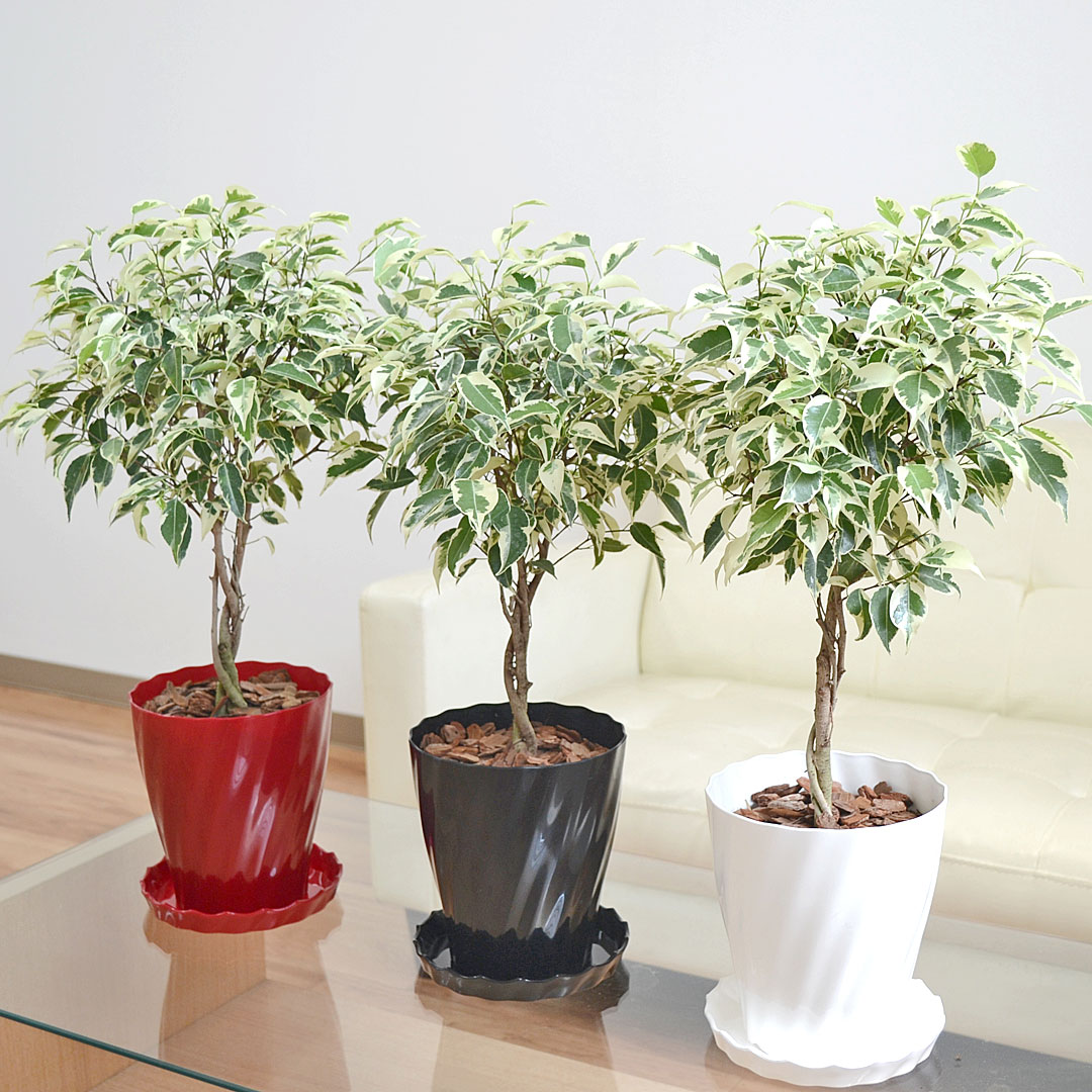 観葉植物 ベンジャミン スターライト ベンジャミナ フィカス ゴム 鉢