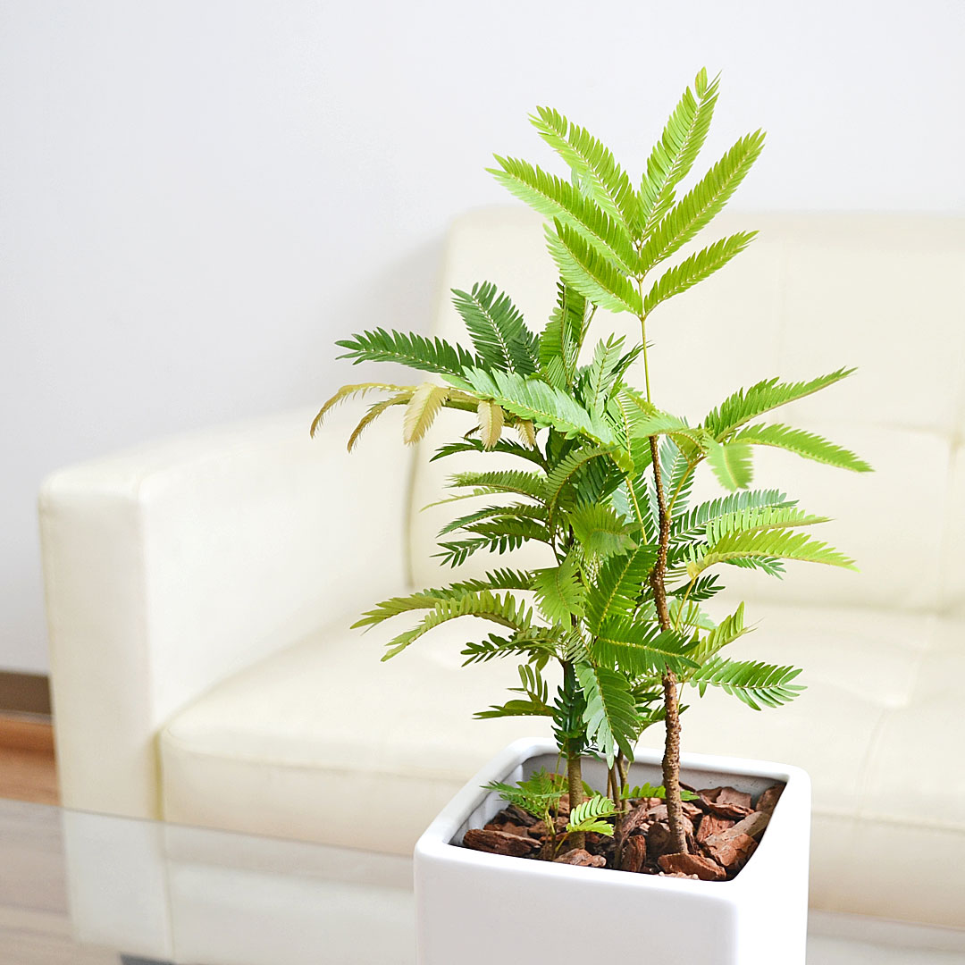 （白の12号鉢） 【お取り引き限定】エバーフレッシュ 観葉植物 白 ホワイト ネムノキ キューブ陶器鉢植え エバーフレッシュ その他観葉植物