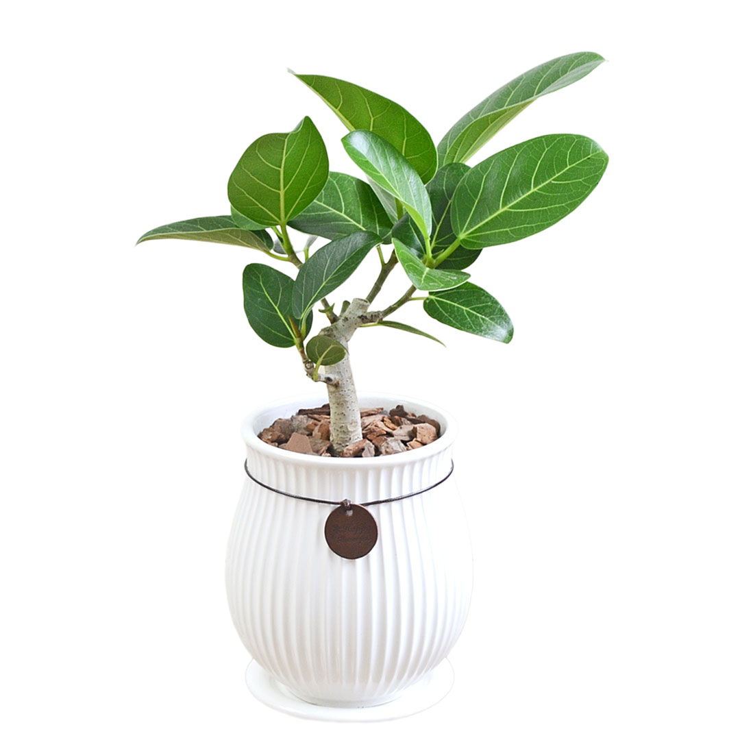 観葉植物 ガジュマル サンスベリア ヒメモンステラ フィカス ゴム 陶器