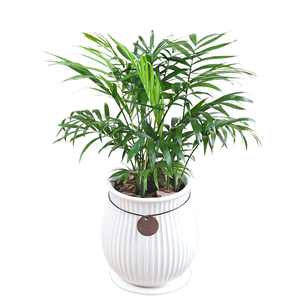 観葉植物 ガジュマル サンスベリア ヒメモンステラ フィカス ゴム 陶器