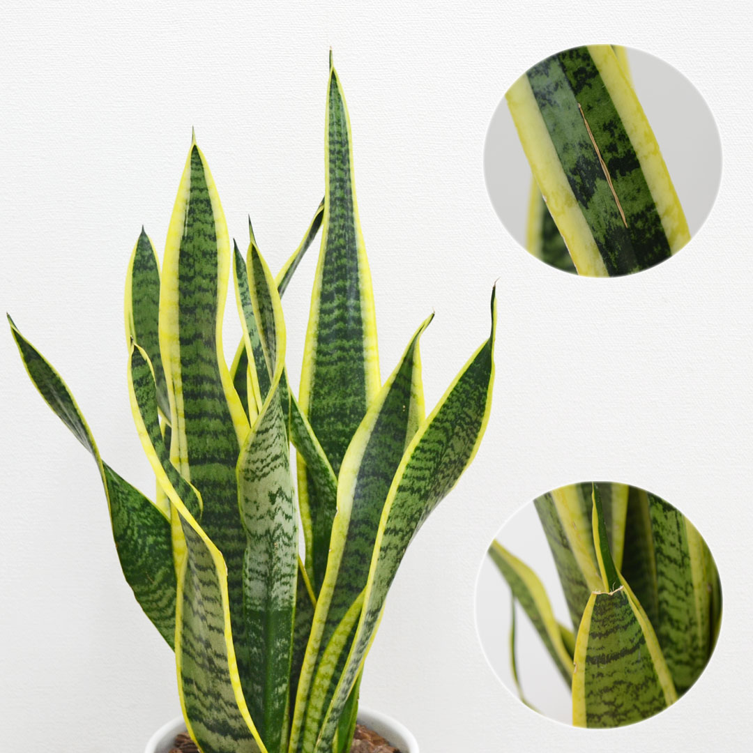 サンスベリア　ローレンティ　バルーン陶器鉢　植え込み発送 観葉植物 本物 サンスベリア・ローレンティー 7号鉢 鉢カバー