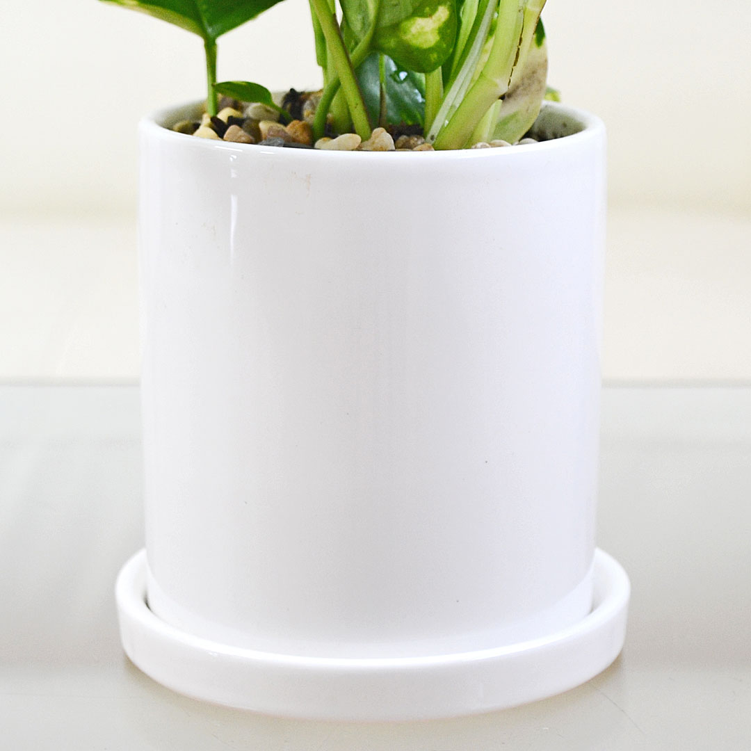 観葉植物 ポトス 3種類 3鉢セット オウゴンカズラ 陶器鉢植え 白