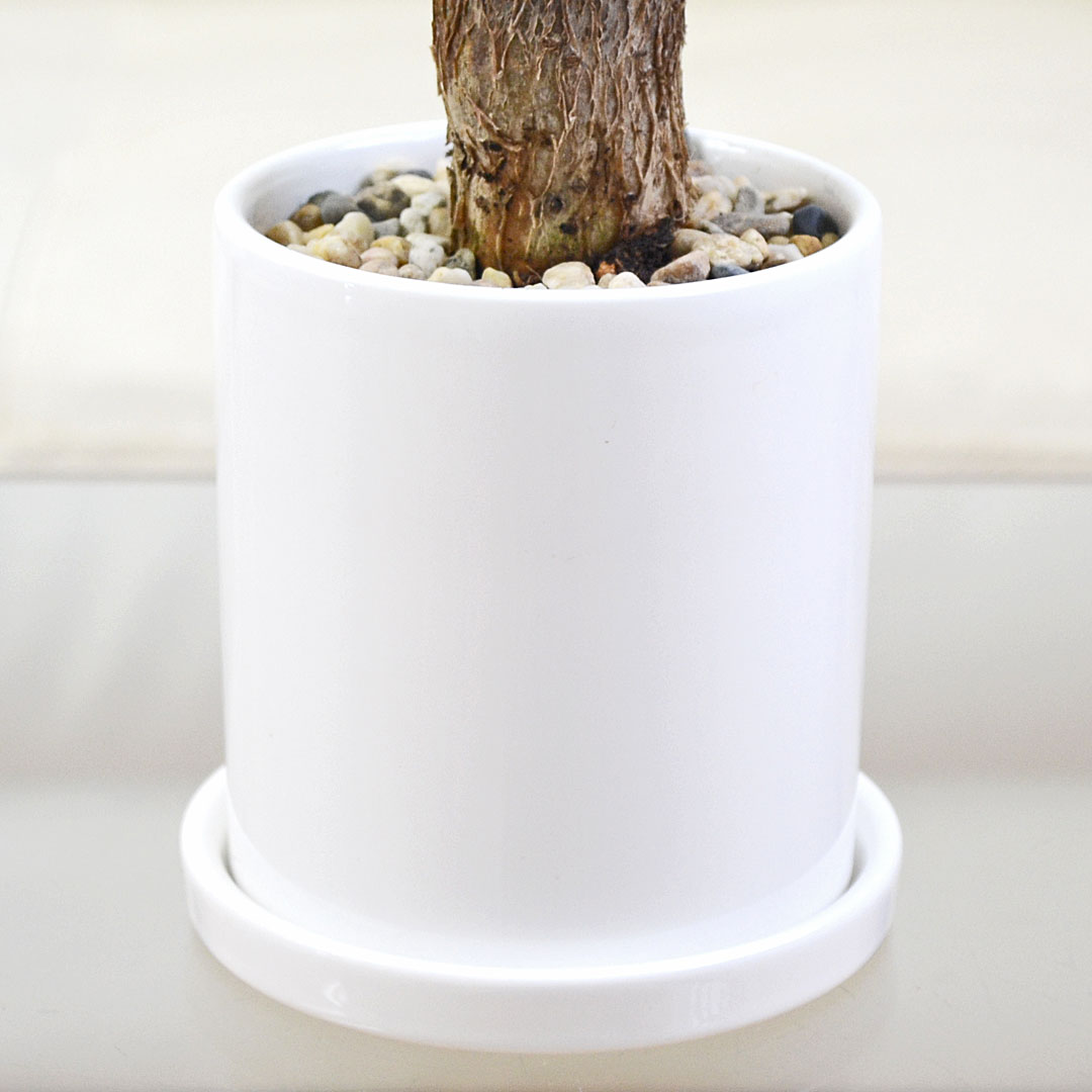 観葉植物 種類選べる 3鉢セット サンスベリア ガジュマル パキラ