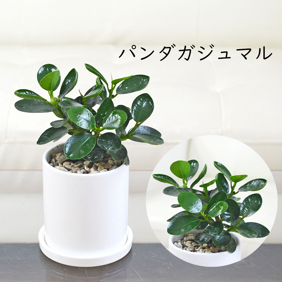 観葉植物 種類選べる 3鉢セット サンスベリア ガジュマル パキラ