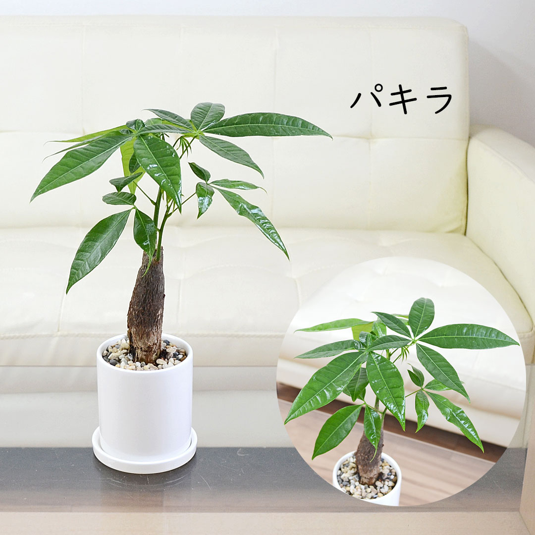 観葉植物 種類選べる 3鉢セット サンスベリア ガジュマル パキラ