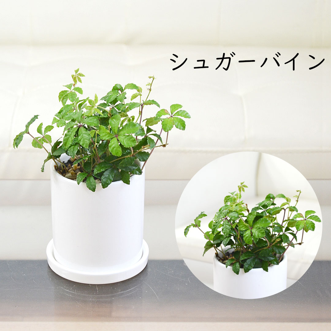 観葉植物 種類選べる 3鉢セット サンスベリア ガジュマル パキラ