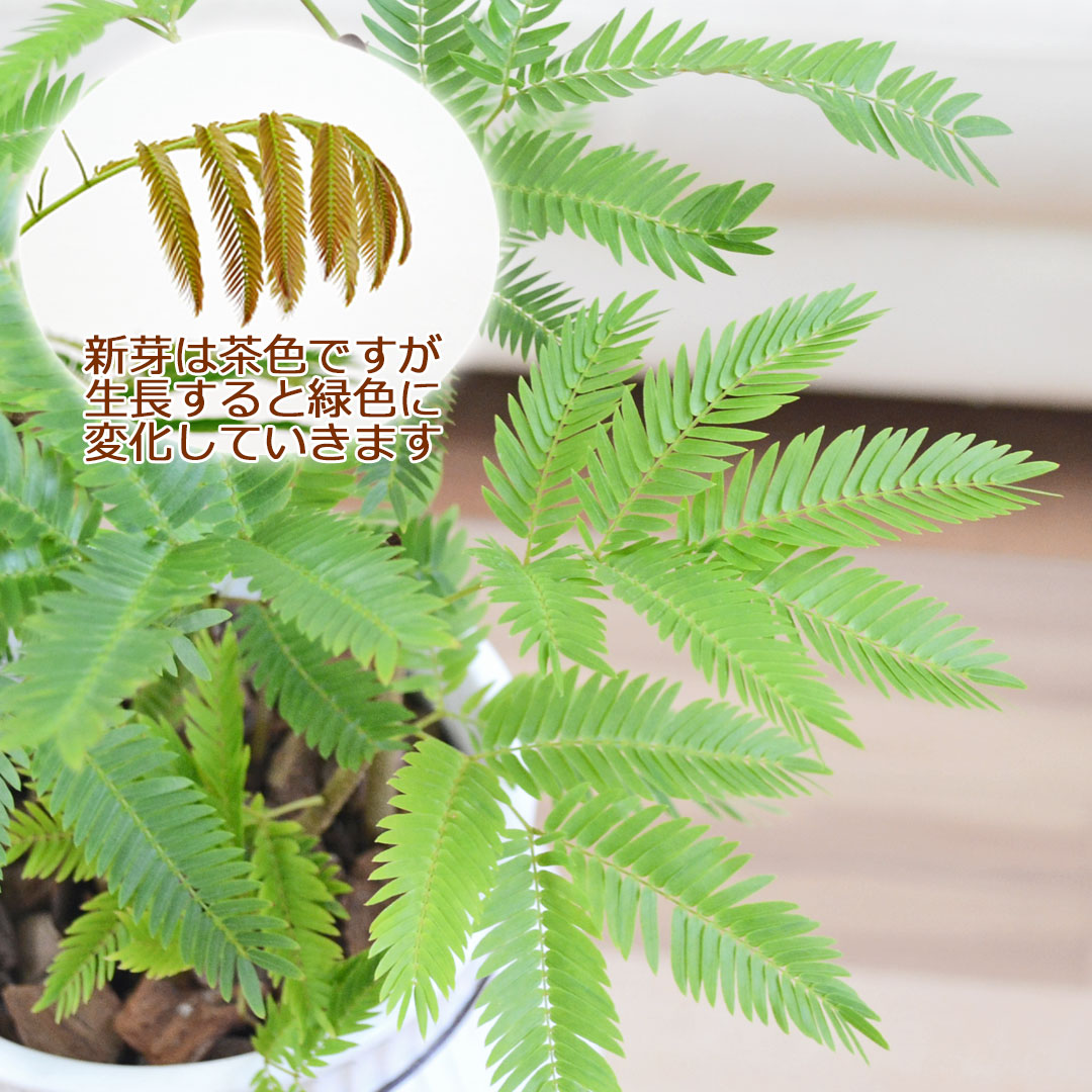 観葉植物 エバーフレッシュ アカサヤネムノキ 陶器鉢 たて線 縦縞