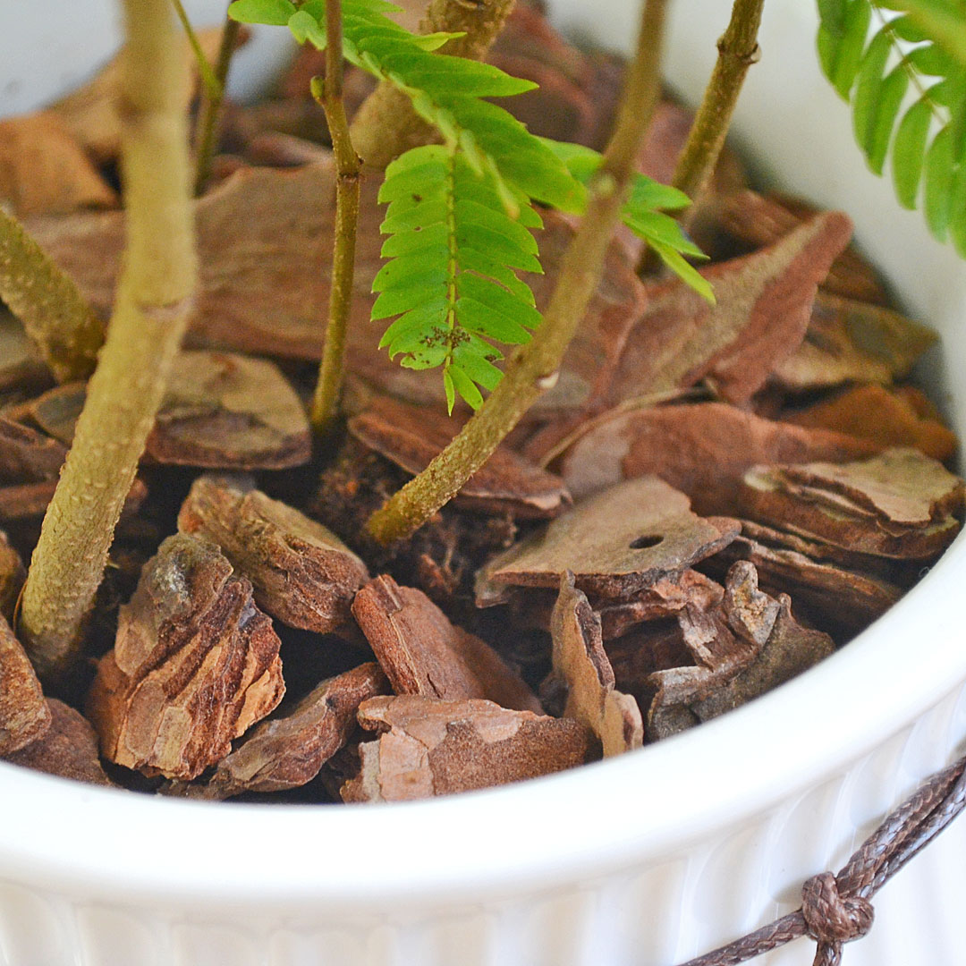 観葉植物 エバーフレッシュ アカサヤネムノキ 陶器鉢 たて線 縦縞
