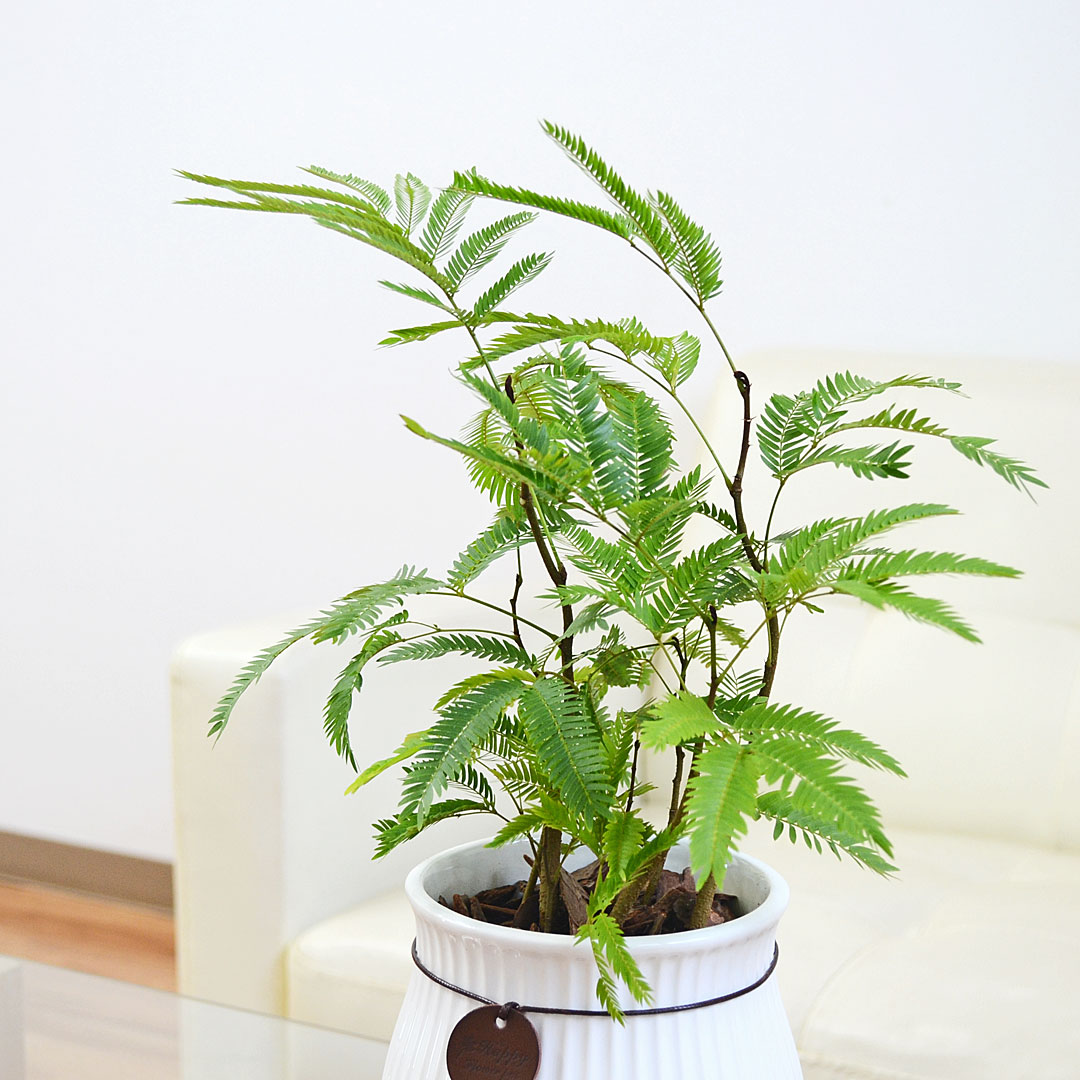 観葉植物 エバーフレッシュ アカサヤネムノキ 陶器鉢 たて線 縦縞