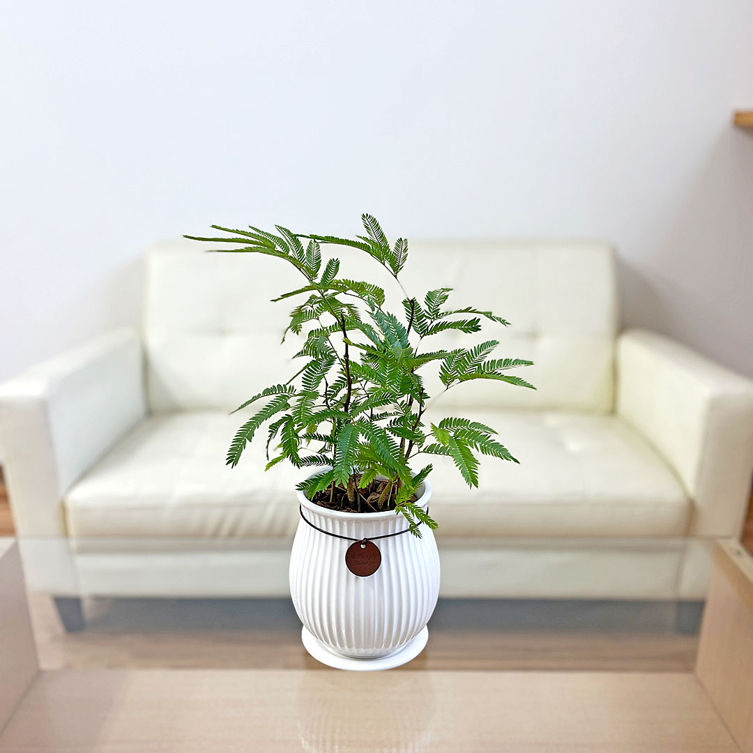 観葉植物 エバーフレッシュ アカサヤネムノキ 陶器鉢 たて線 縦縞