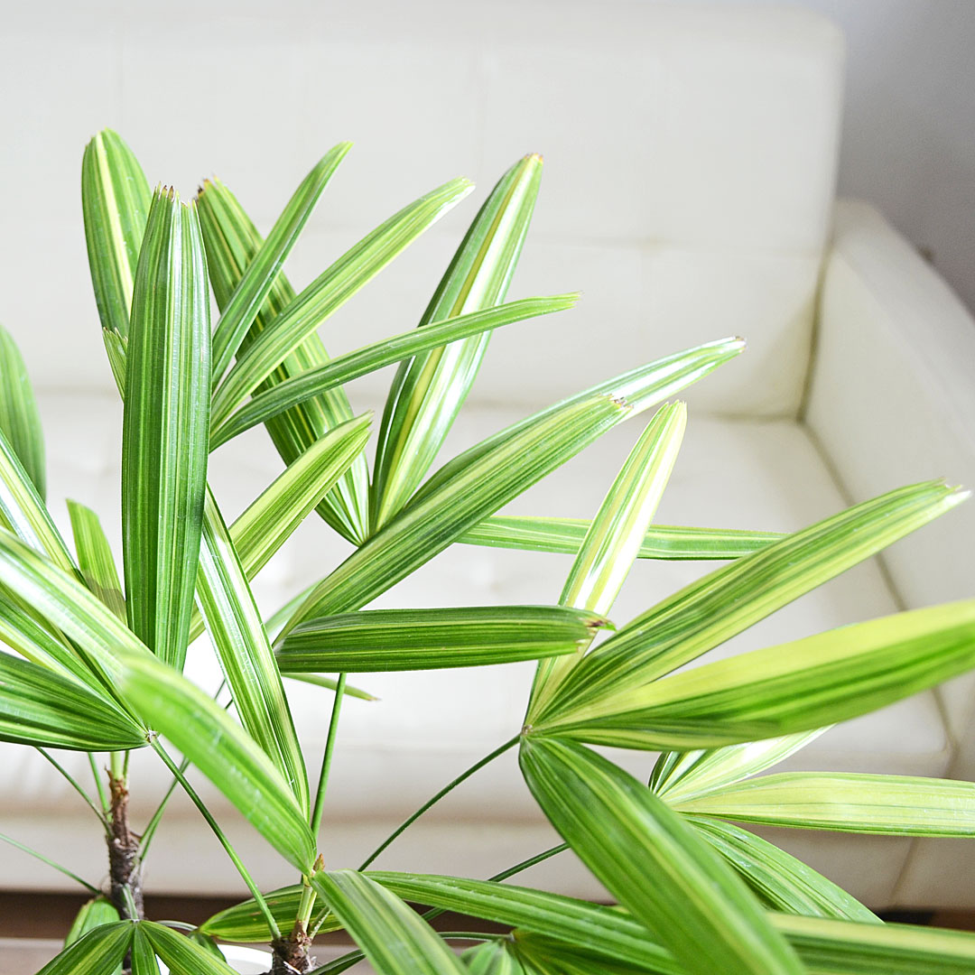 観葉植物 観音竹 カンノンチク 瑞晃錦 瑞光錦 ズイコウニシキ 斑入り