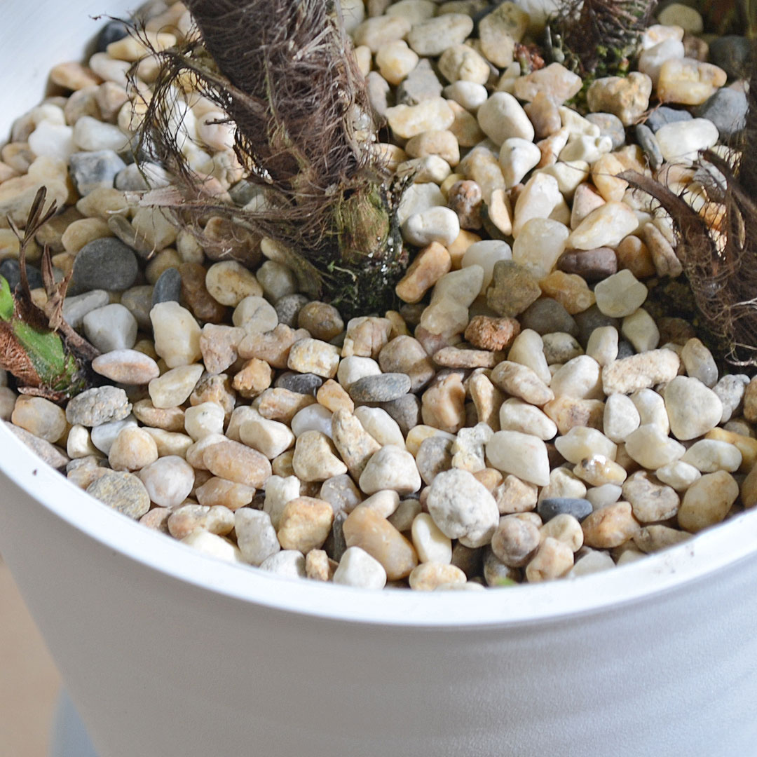 観葉植物 観音竹 カンノンチク 瑞晃錦 瑞光錦 ズイコウニシキ 斑入り