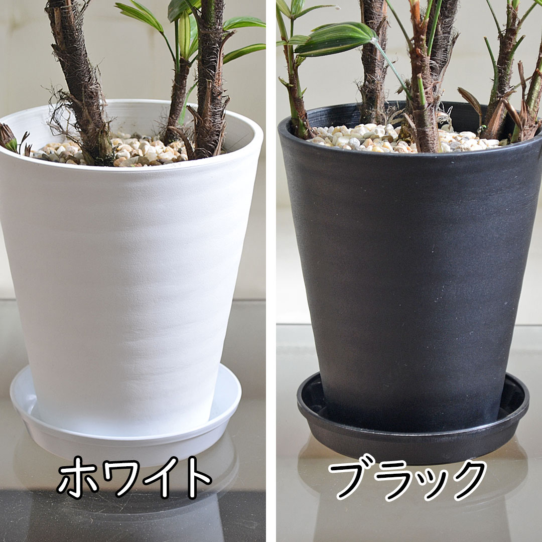 観葉植物 観音竹 カンノンチク 瑞晃錦 瑞光錦 ズイコウニシキ 斑入り