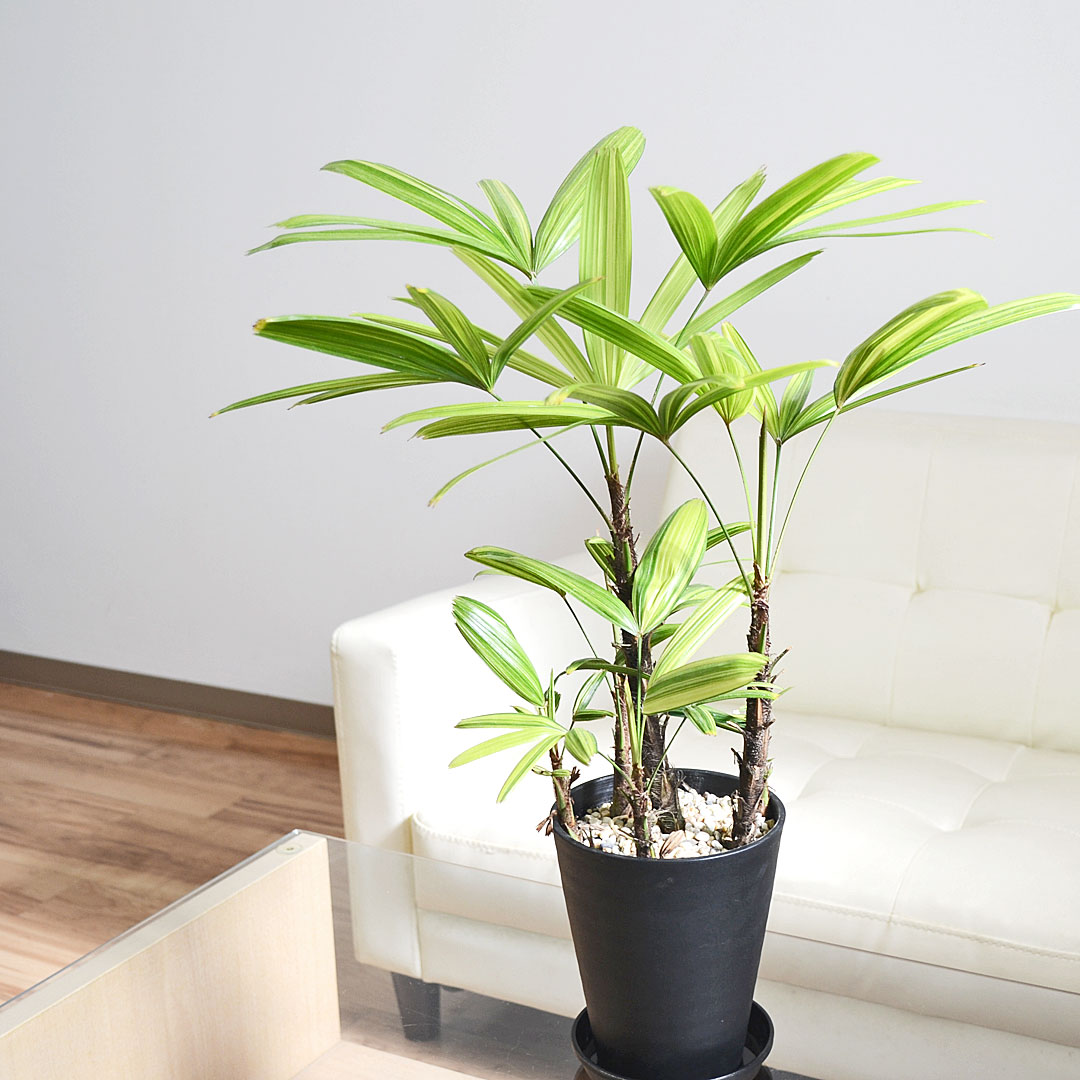 観葉植物 観音竹 カンノンチク 瑞晃錦 瑞光錦 ズイコウニシキ 斑入り