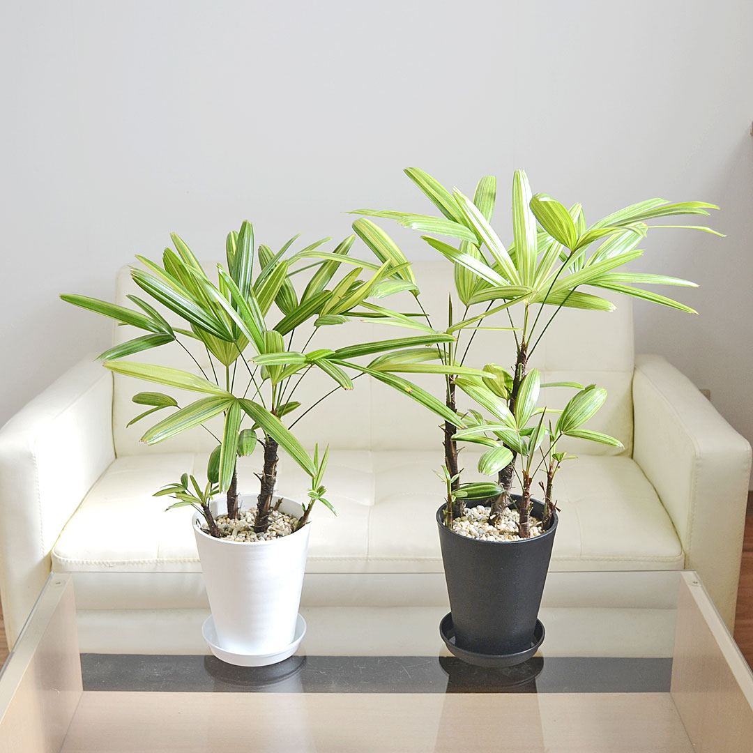 観葉植物 観音竹 カンノンチク 瑞晃錦 瑞光錦 ズイコウニシキ 斑入り