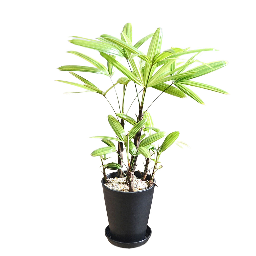 観葉植物 観音竹 カンノンチク 瑞晃錦 瑞光錦 ズイコウニシキ 斑入り