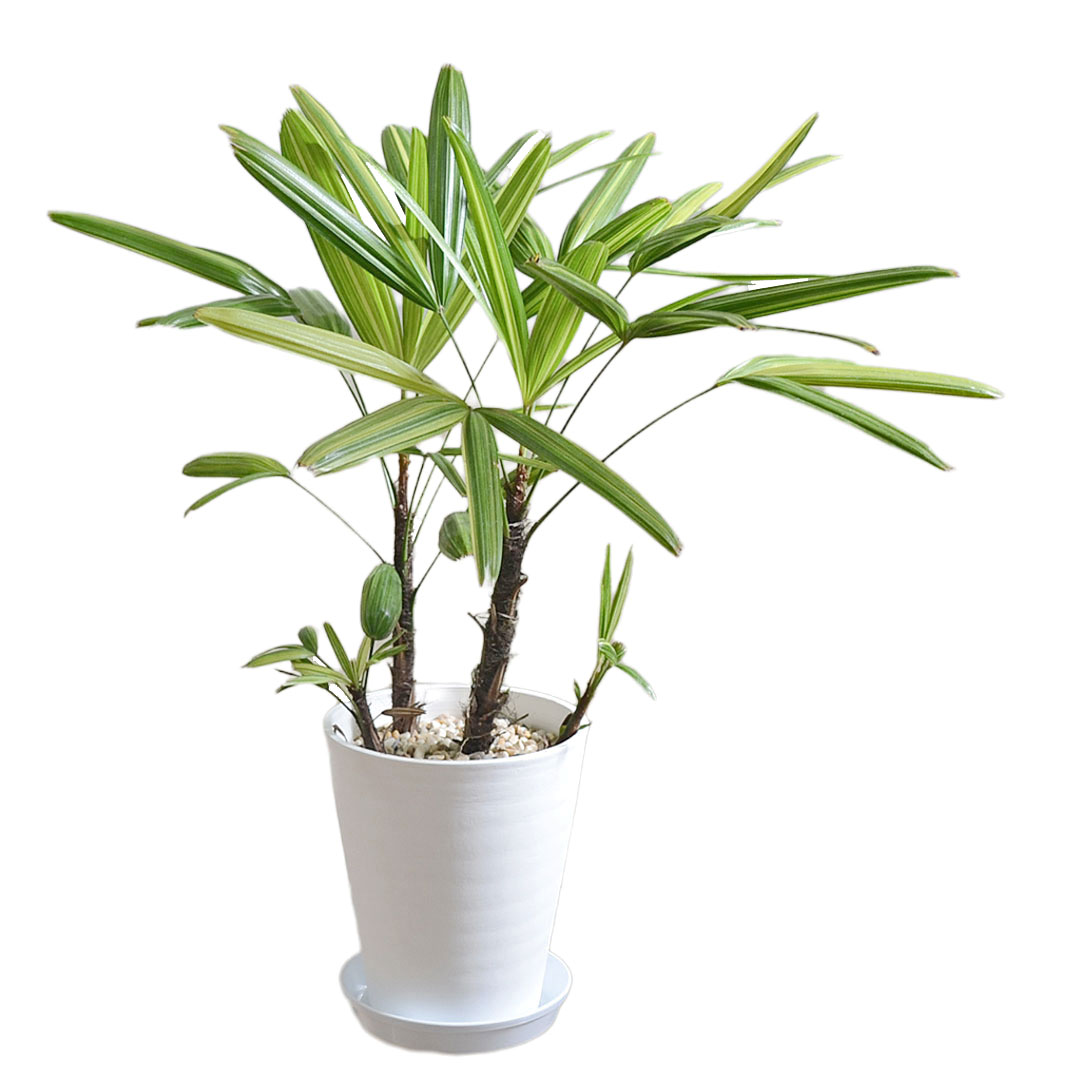 観葉植物 観音竹 カンノンチク 瑞晃錦 瑞光錦 ズイコウニシキ 斑入り