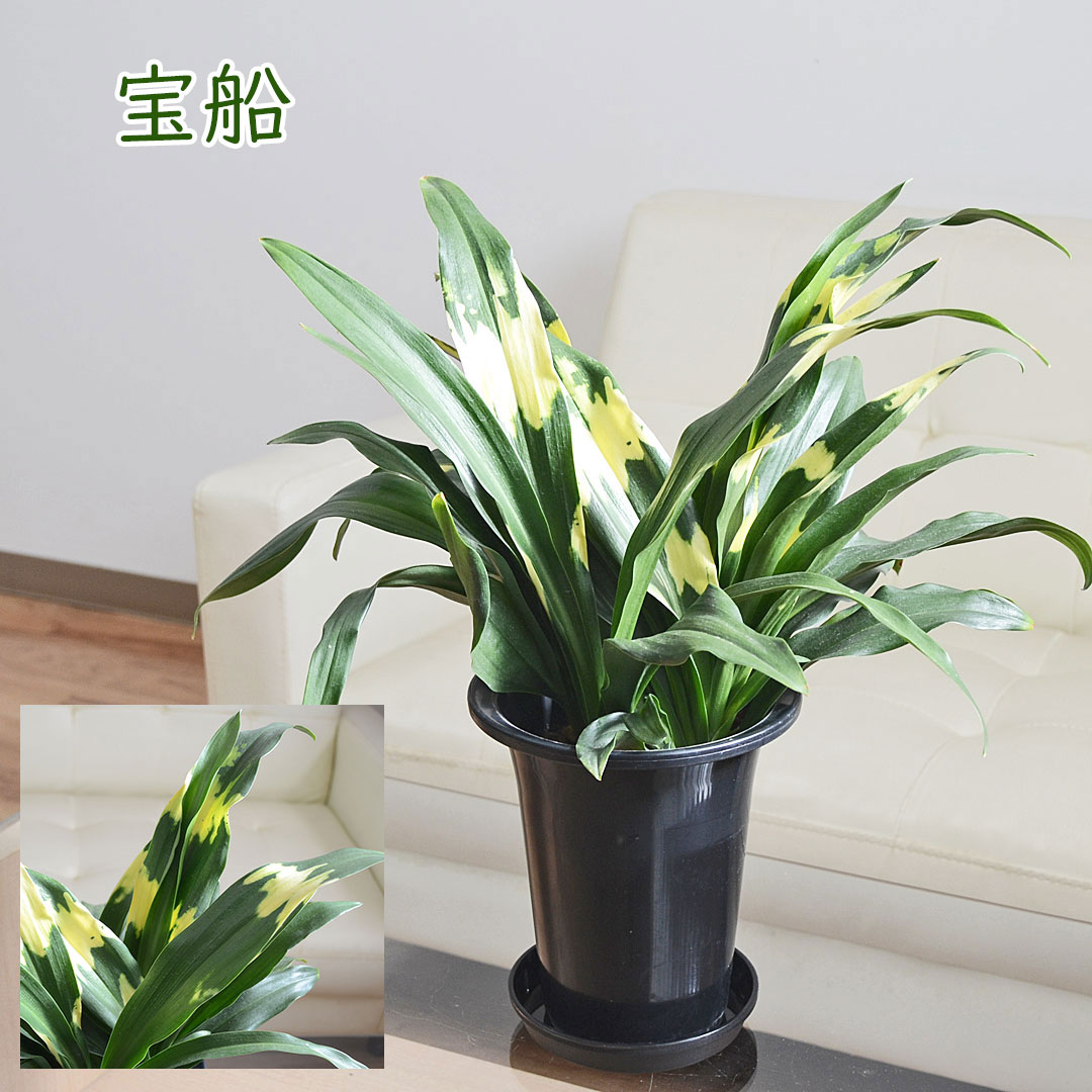 観葉植物 万年青 5.5号 宝船