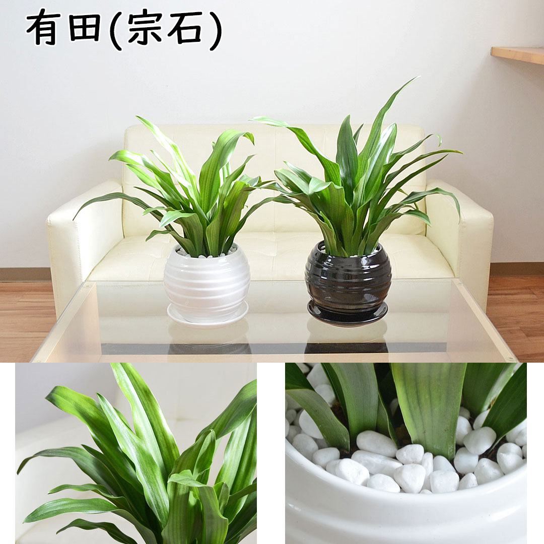 観葉植物 万年青 陶器鉢 有田